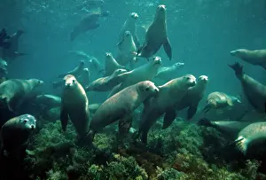 Neophoca: Australian Sealion