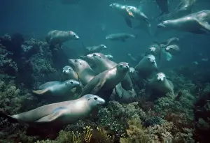 Neophoca: The Australian Sealion