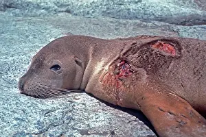 Attacks: Australian Sealion - attacked by a shark, showing