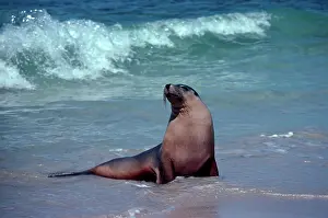 Neophoca: Australian Sealion - Bull