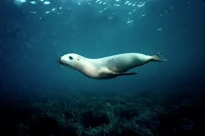 Numbers: Australian Sealion - These delightful animals are