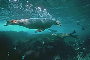Numbers: Australian Sealion - These delightful animals are