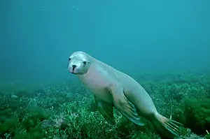 Numbers: Australian Sealion - These delightful animals are