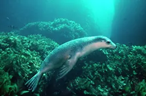 Numbers: Australian Sealion - These delightful animals are