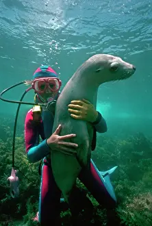 Stroking: Australian Sealion - With a diver