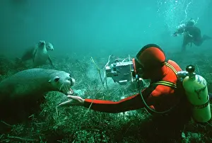 Agressive: Australian Sealion - diver playing with sealion