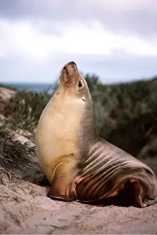 Sealion: AUSTRALIAN SEALION - HEAD UP