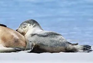 Sealion: Australian SEALION - Pup suckling