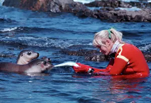 Thought: Australian Sealion pups - playing in a shallow