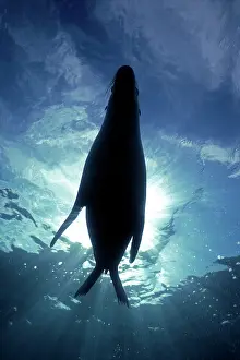 Attacks: Australian Sealion - Resting in the sun unaware