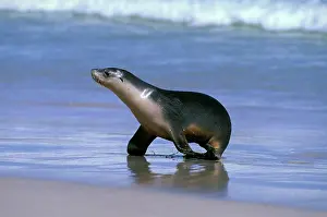 Neophoca: Australian Sealion - walking onto beach