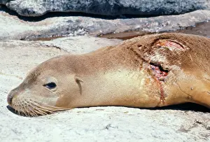 Casualties: Australian Sealion - yearling showing Shark bite