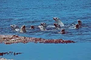 Neophoca: Australian Sealions