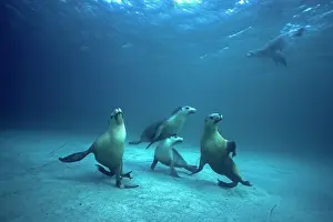 Cineria: Australian Sealions