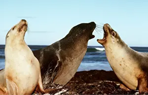 Sealion: AUSTRALIAN SEALIONS - three