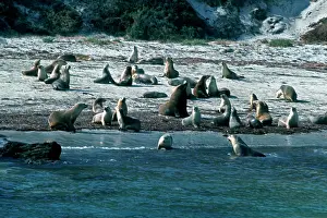 Cineria: Australian Sealions - Protected, basking on beach