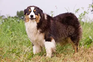 Stood: Australian Sheepdog / Shepherd Dog