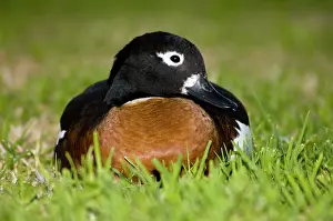 Shelducks: Australian Shelduck female