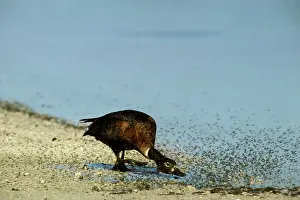 Shelducks: Australian Shelduck - Female chasing insects by saline lake