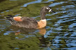 Shelducks: Australian Shelduck - Female in suburban Perth