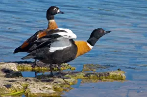 Shelducks: Australian Shelduck, male stretching wings, female behind