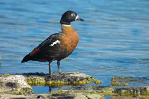 Shelducks: Australian Shelduck - side view, female