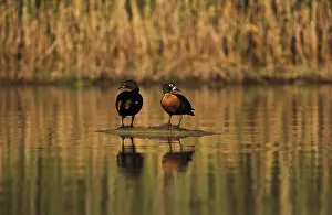 Shelduck: Australian Shelducks