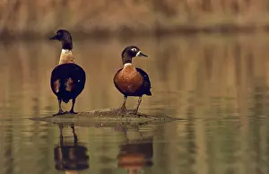 Shelduck: Australian Shelducks
