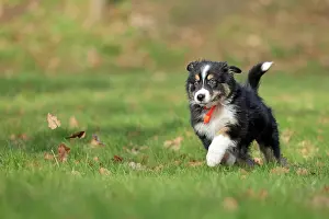Ruhr: Australian Shepherd, 10 weeks old, Frnndenberg