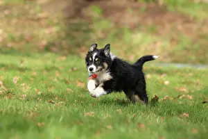 Ruhr: Australian Shepherd, 10 weeks old, Frnndenberg
