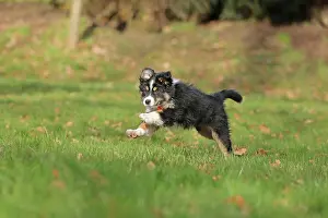 Ruhr: Australian Shepherd, 10 weeks old, Frnndenberg