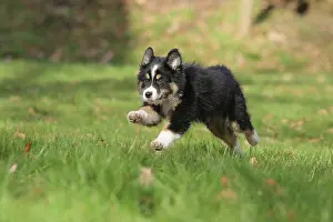 Ruhr: Australian Shepherd, 10 weeks old, Frnndenberg