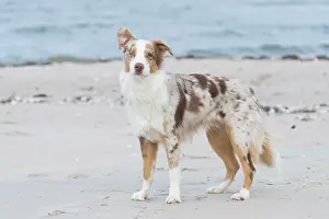 Shepherd: Australian Shepherd