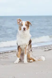 Shepherd: Australian Shepherd