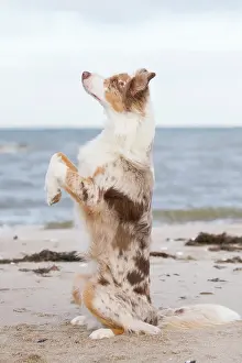 Shepherd: Australian Shepherd