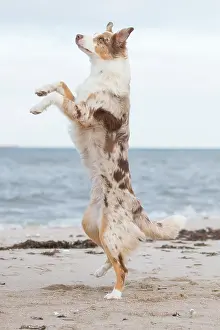 Shepherd: Australian Shepherd