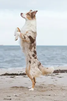 Shepherd: Australian Shepherd