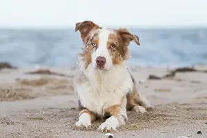 Shepherd: Australian Shepherd