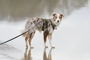Shepherd: Australian Shepherd