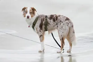 Shepherd: Australian Shepherd