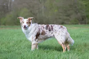 Pedigreed: Australian Shepherd