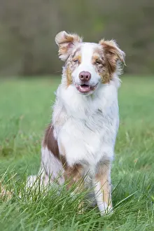 Pedigreed: Australian Shepherd