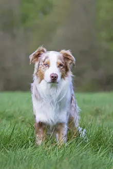 Pedigreed: Australian Shepherd