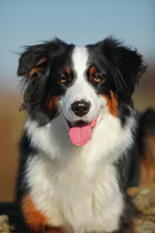 Peopl: Australian Shepherd, bitch, black-tri, animal portrait