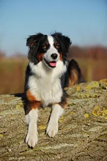 Pant: Australian Shepherd, bitch, black-tri, lying