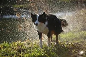 Shake: Australian Shepherd, bitch, black-tri, shaking