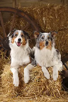 Home: Australian Shepherd, bitches, blue-merle