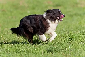 Completely: Australian Shepherd, black bi Australian Shepherd