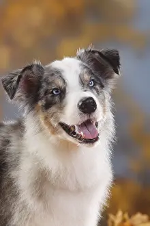 Studio Picture: Australian Shepherd, blue-merle