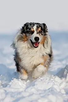 Merle: Australian Shepherd, blue merle, running in the